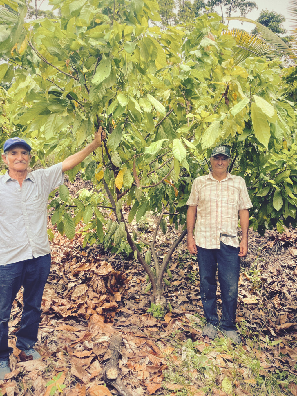Chocolate 79% Amazonas Piña & Caléndula – Cacao Nativo Peruano | Etno ...