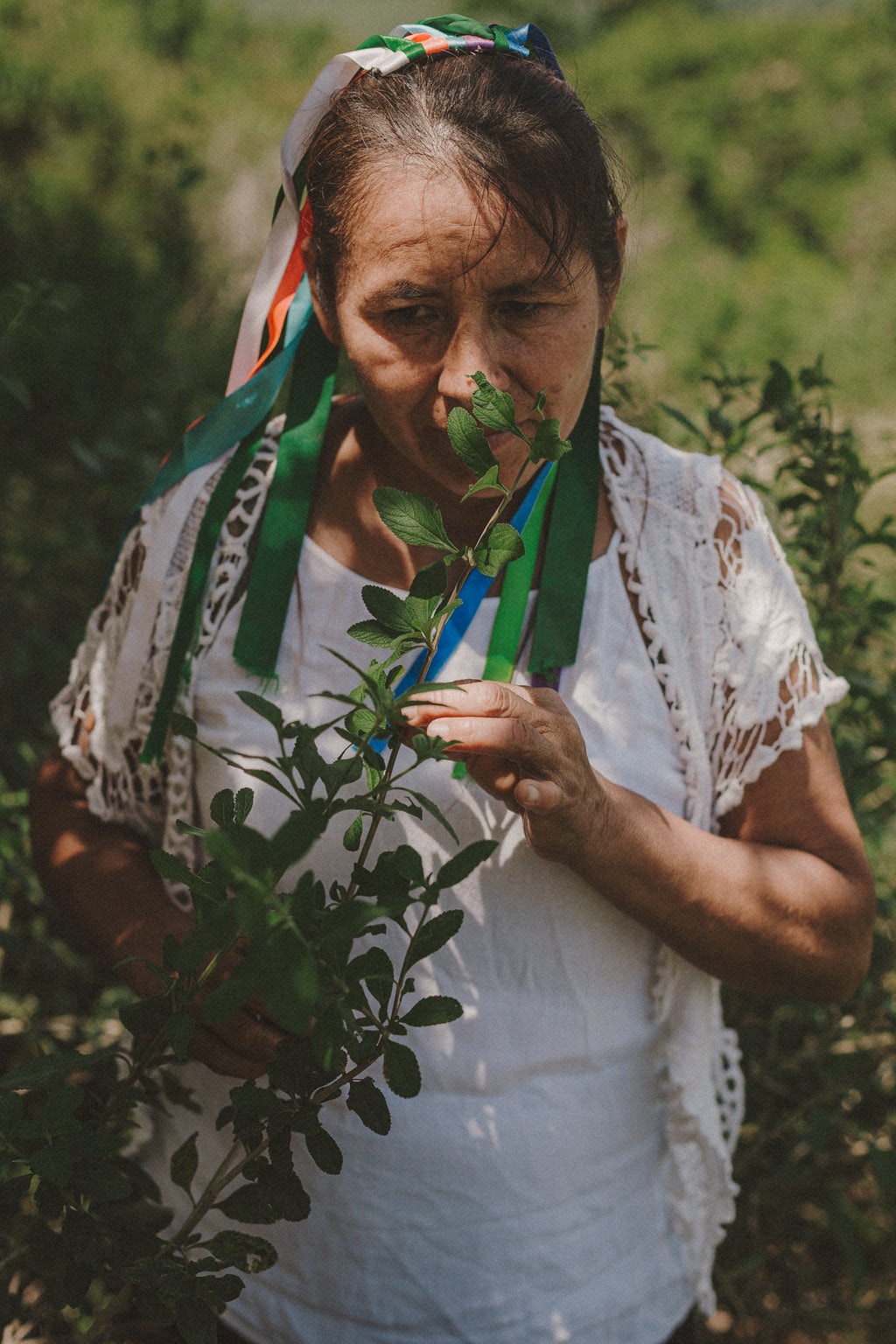 Infusión N°2 Albahaca Sani Sisa