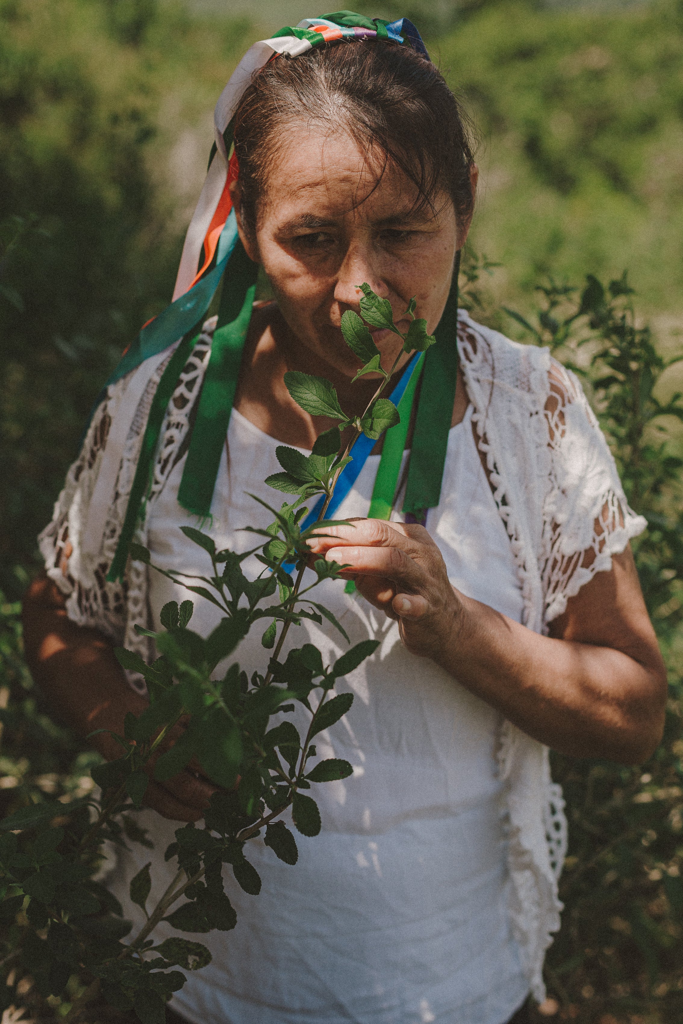Infusión N°2 Albahaca Sani Sisa